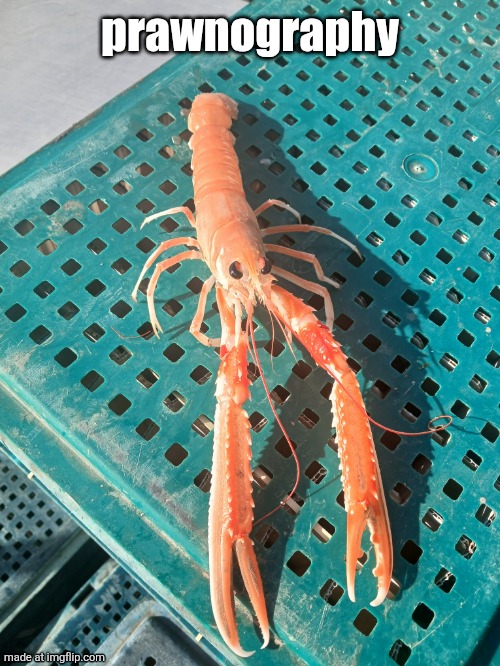 prawnography | made w/ Imgflip meme maker