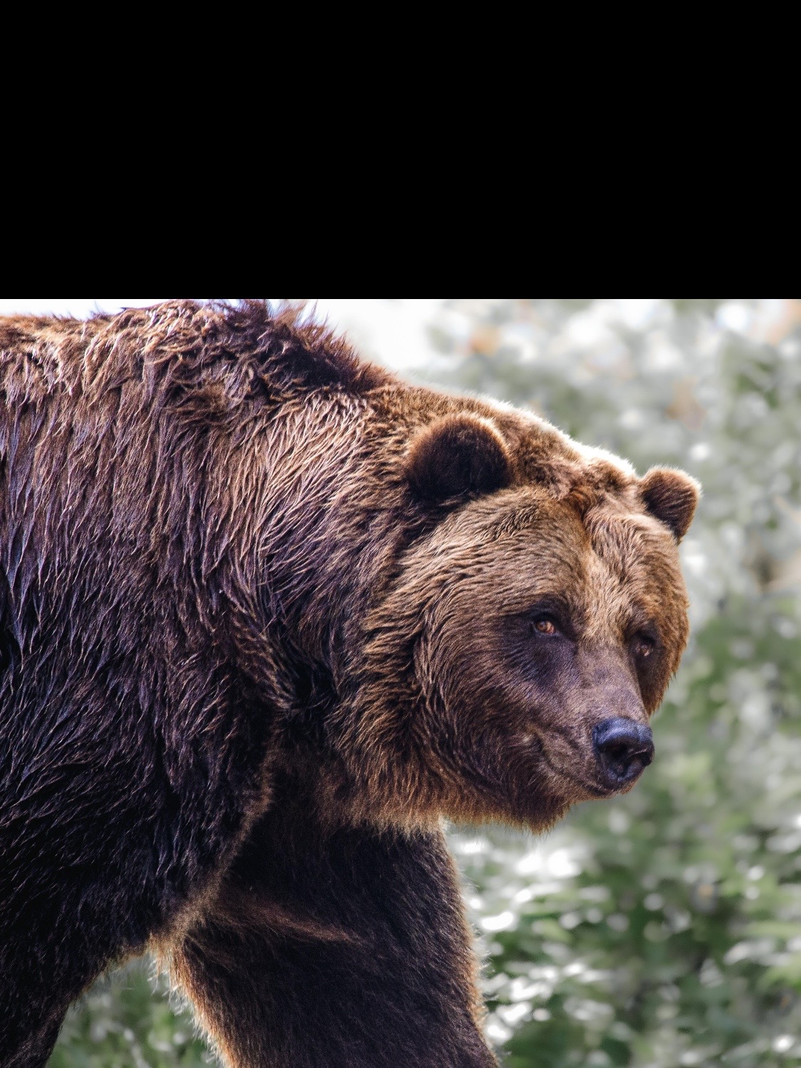 Bear Blank Meme Template