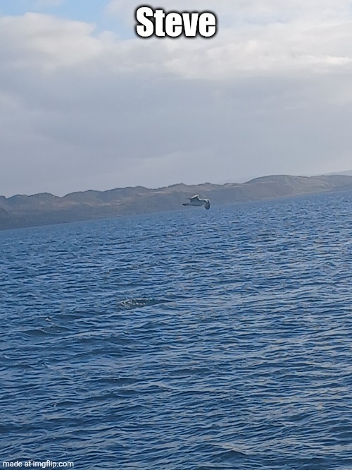 Steve | made w/ Imgflip meme maker