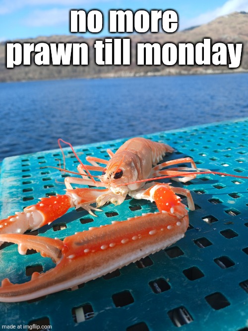 but he shall still be in shitposts | no more prawn till monday | image tagged in prawn | made w/ Imgflip meme maker