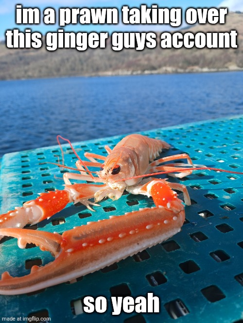 prawn | im a prawn taking over this ginger guys account; so yeah | image tagged in prawn | made w/ Imgflip meme maker