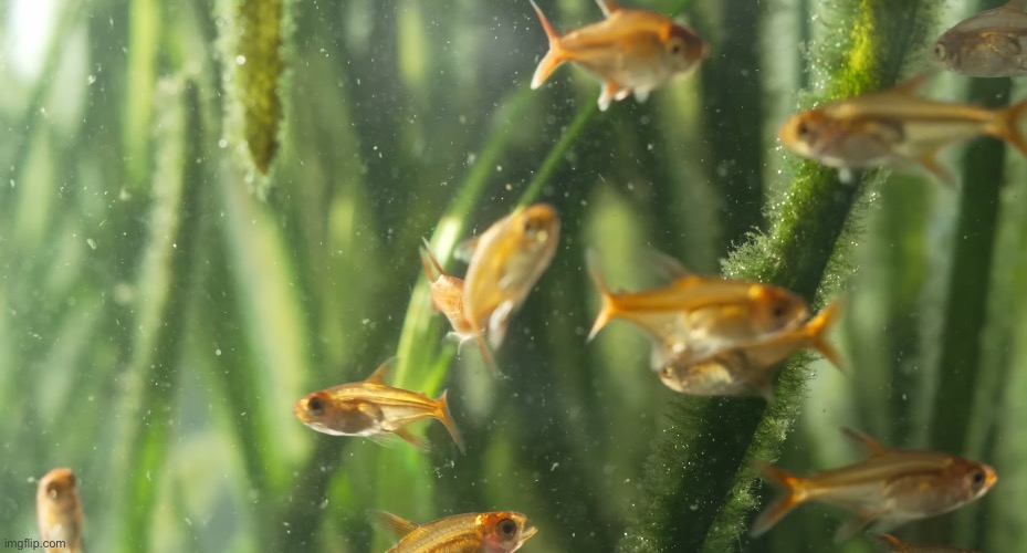 fish | image tagged in fish | made w/ Imgflip meme maker