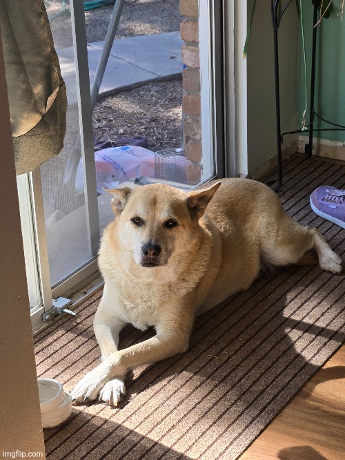 My dog looks like hes too good for yall | image tagged in marshall | made w/ Imgflip meme maker