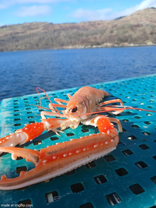 prawn | image tagged in prawn | made w/ Imgflip meme maker