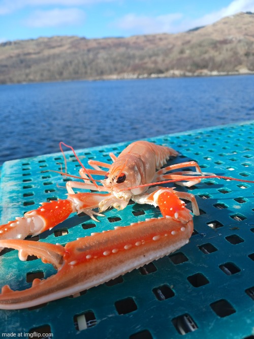 prawn | image tagged in prawn | made w/ Imgflip meme maker