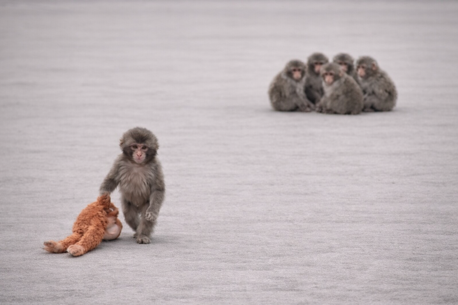 Punch taking his monkey and going home Blank Meme Template