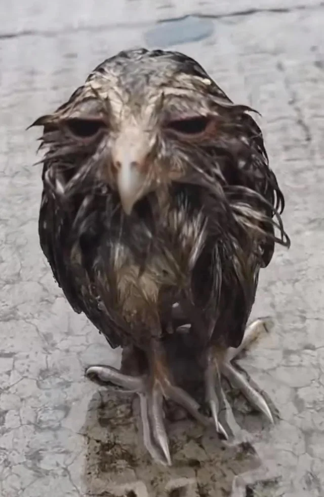 Depressed Bird Blank Meme Template