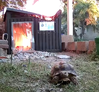 Turtle Starts Fire and Runs Blank Meme Template