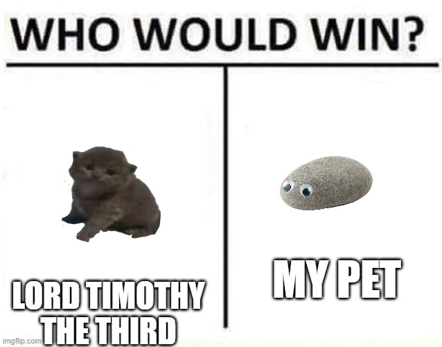 Who will win? | MY PET; LORD TIMOTHY THE THIRD | image tagged in who would win | made w/ Imgflip meme maker