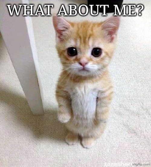 Cute Cat | WHAT ABOUT ME? | image tagged in memes,cute cat | made w/ Imgflip meme maker