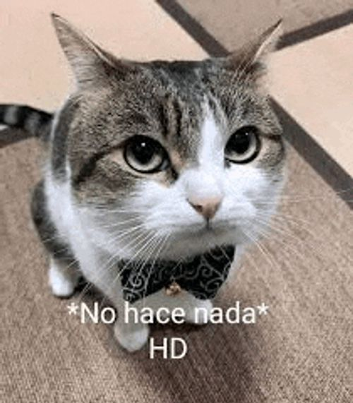 Cat HD Blank Meme Template