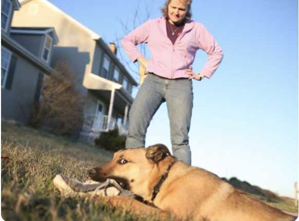 Rosetta Stone dog Blank Meme Template