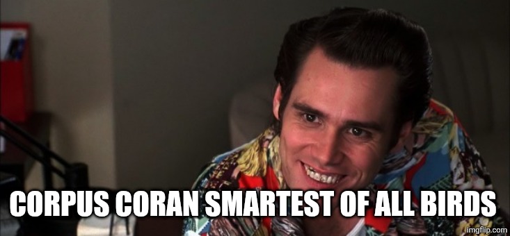 Ace Ventura Goodbye Now | CORPUS CORAN SMARTEST OF ALL BIRDS | image tagged in ace ventura goodbye now | made w/ Imgflip meme maker