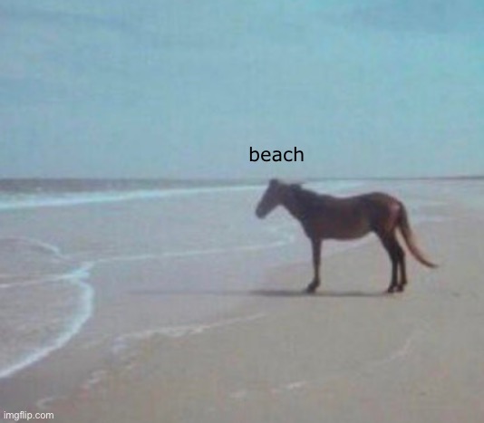 water | beach | image tagged in man horse water,msmg,beach | made w/ Imgflip meme maker