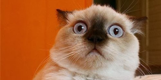 confused cat Blank Meme Template