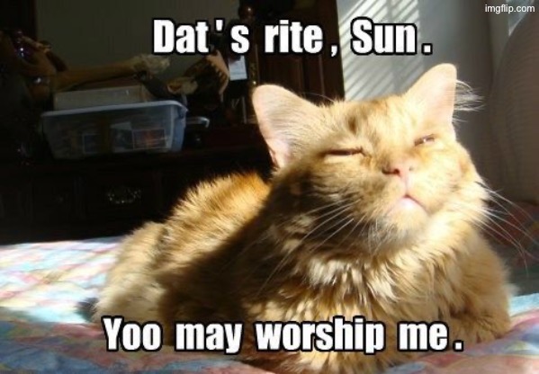 Cat expects sun to worship him | image tagged in cats,funny cats,worship,the sun,smug,superior royalty | made w/ Imgflip meme maker