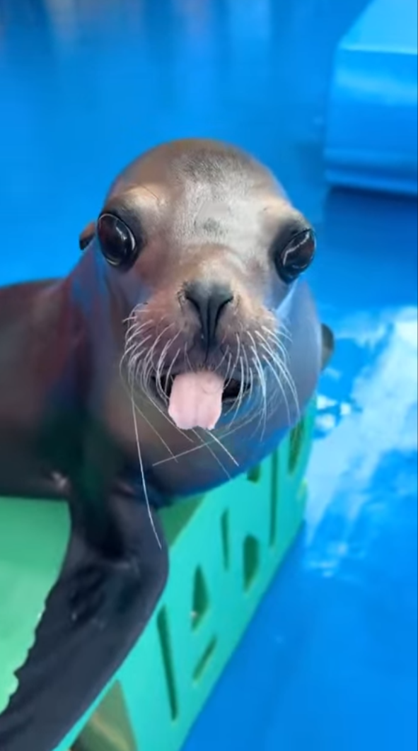 Seal of disapproval Blank Meme Template