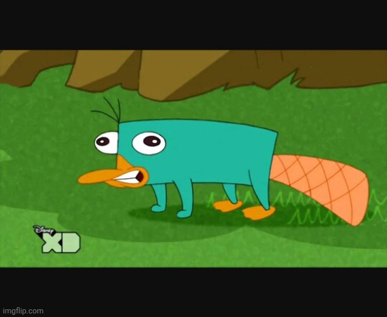 platypus | image tagged in platypus | made w/ Imgflip meme maker