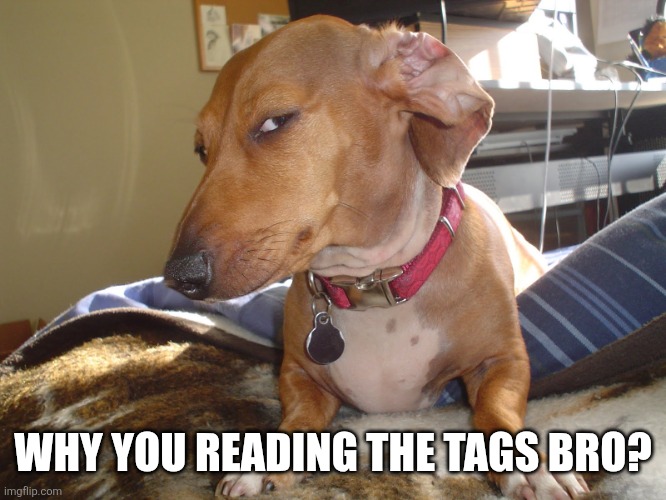 WHY YOU READING THE TAGS BRO? | image tagged in suspicious dog | made w/ Imgflip meme maker