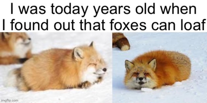 Last nozomi repost, this one was too cute I couldn't help myself [gotta draw Gebrix in this] | image tagged in fox,facts | made w/ Imgflip meme maker