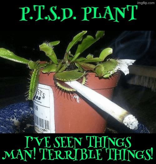 P.T.S.D. Plant | P.T.S.D. PLANT; I’VE SEEN THINGS MAN! TERRIBLE THINGS! | image tagged in cursed images,ptsd,plants,cigarettes,carnivores,excuse me wtf | made w/ Imgflip meme maker