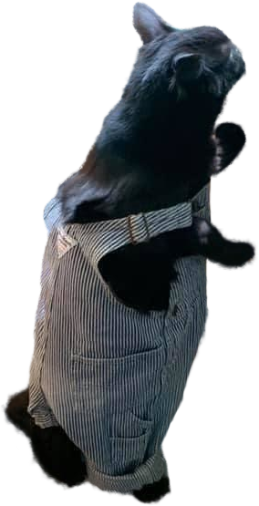 Cat Standing Blank Meme Template