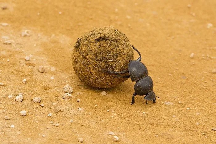 Rollstuhl Blank Meme Template