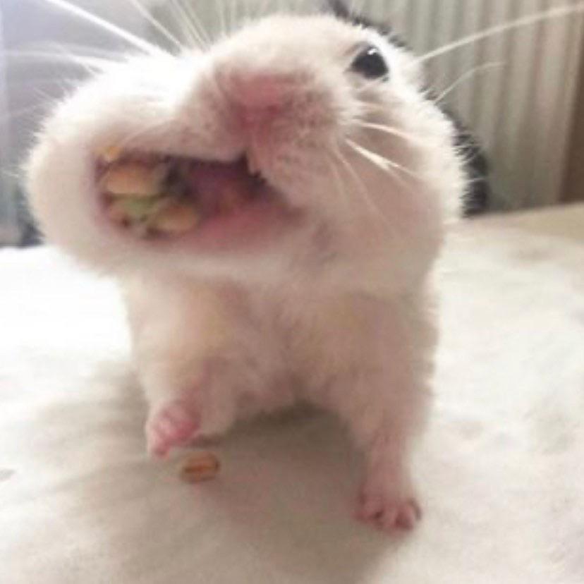 hamster eating with mouth full Blank Meme Template
