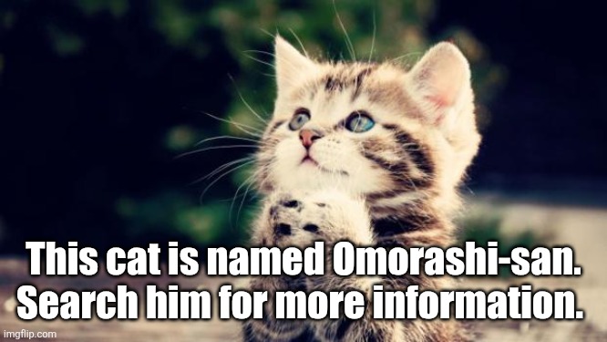 Cute kitten | This cat is named Omorashi-san. Search him for more information. | image tagged in cute kitten,trollbait,cat,kitty,anime,trap | made w/ Imgflip meme maker