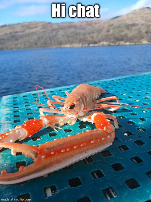 prawn | Hi chat | image tagged in prawn | made w/ Imgflip meme maker