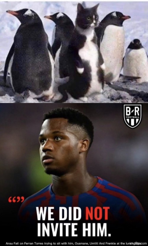 image tagged in penguin cat,we did not invite him | made w/ Imgflip meme maker