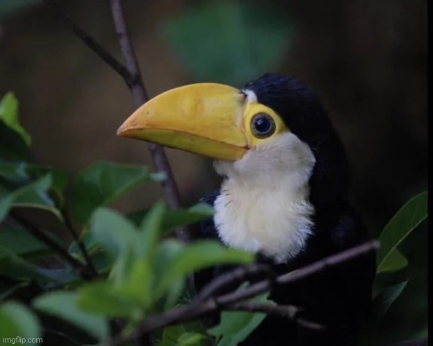 here, have a baby toucan | made w/ Imgflip meme maker