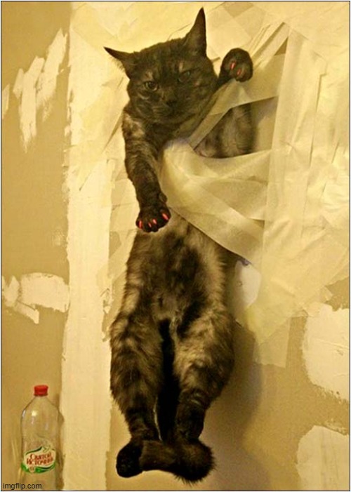 That's Odd ... Fake Nails ! | image tagged in cats,nails,tape | made w/ Imgflip meme maker