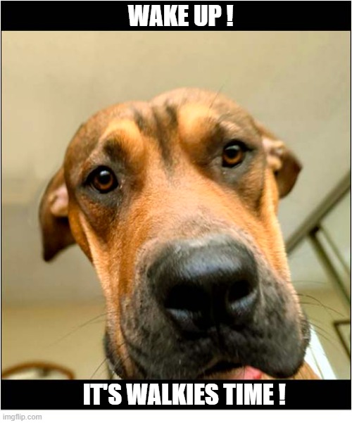 There Can Be No Peace ! | WAKE UP ! IT'S WALKIES TIME ! | image tagged in dogs,no peace,wake up,walkies | made w/ Imgflip meme maker