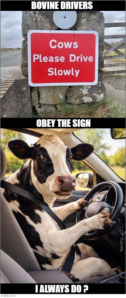 That's An Odd Sign ? | BOVINE DRIVERS; OBEY THE SIGN; I ALWAYS DO ? | image tagged in odd,sign,cows,slow down | made w/ Imgflip meme maker