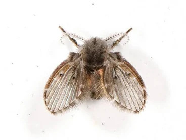 Drain fly Blank Meme Template