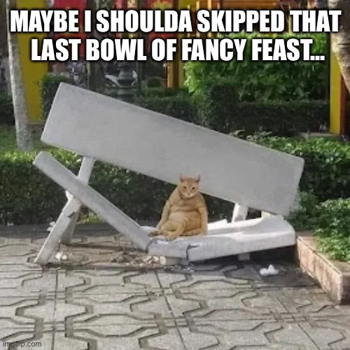 He’s really not fat, his fur just weighs a lot… | MAYBE I SHOULDA SKIPPED THAT 
LAST BOWL OF FANCY FEAST… | image tagged in cats,fat,bench,skip a meal,fancy feast | made w/ Imgflip meme maker