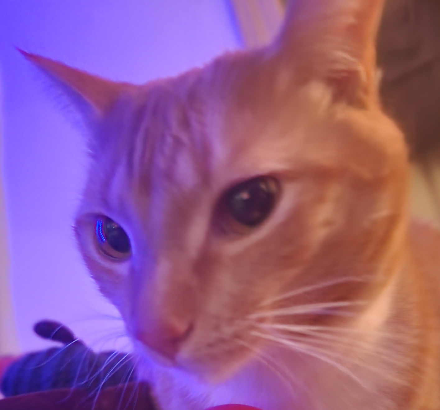 Cat Blank Meme Template