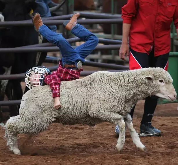 High Quality Mutton Busting Blank Meme Template