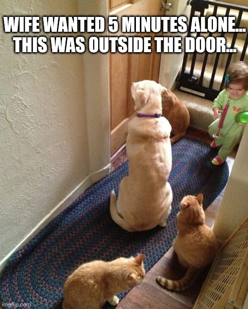 Wife Wanted 5 Minutes Alone | WIFE WANTED 5 MINUTES ALONE... THIS WAS OUTSIDE THE DOOR... | image tagged in chrisjoines1 | made w/ Imgflip meme maker