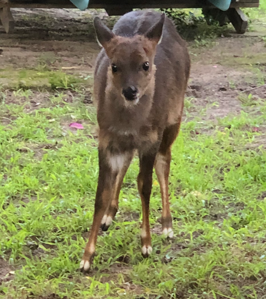 SHOCK Blank Meme Template