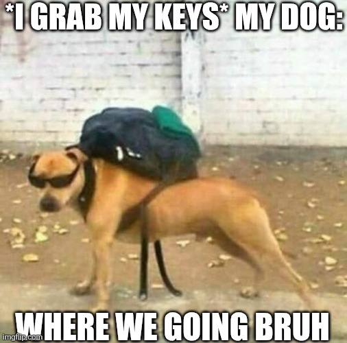 I Grab My Keys My Dog | *I GRAB MY KEYS* MY DOG:; WHERE WE GOING BRUH | image tagged in chrisjoines1 | made w/ Imgflip meme maker