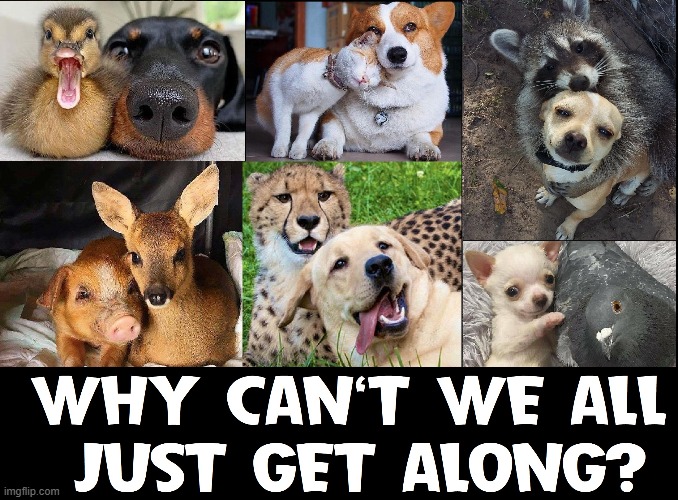 O, the Farmer and the Cowman can be friends | image tagged in vince vance,ducks,leopard,pigs,deer,cats and dogs | made w/ Imgflip meme maker