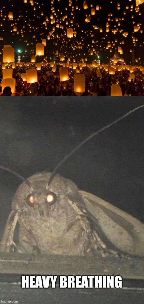HEAVY BREATHING | image tagged in moth | made w/ Imgflip meme maker