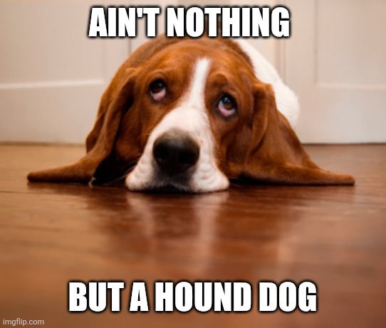Hound Dog | AIN'T NOTHING; BUT A HOUND DOG | image tagged in sad dog bassett hound,funny memes | made w/ Imgflip meme maker