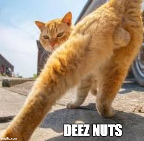 Cat is posing for picture. DEEZ NUTS !! | DEEZ NUTS | image tagged in funny,humor,cat,kittens,deez nutz | made w/ Imgflip meme maker