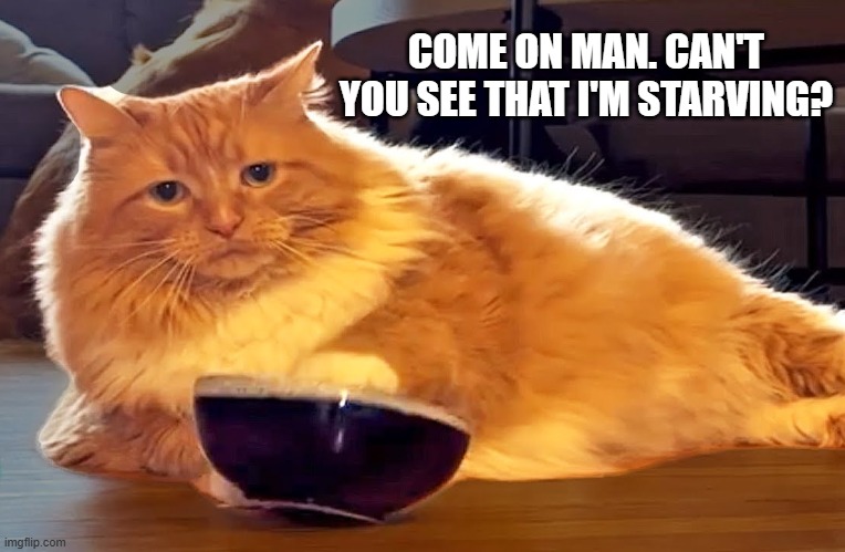 Cat is trying to let owner know that she is "starving". | COME ON MAN. CAN'T YOU SEE THAT I'M STARVING? | image tagged in funny,humor,cat,kittens,hungry,starving | made w/ Imgflip meme maker