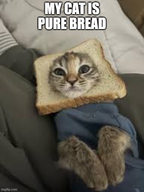This cat is "pure bread".   --  funny  -- | MY CAT IS PURE BREAD | image tagged in funny,humor,cat,kittens,bread,play on words | made w/ Imgflip meme maker