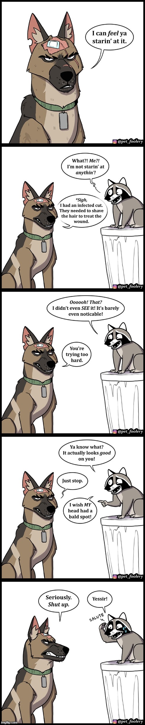 image tagged in dog,racoon,injury,fur,shave,staring | made w/ Imgflip meme maker