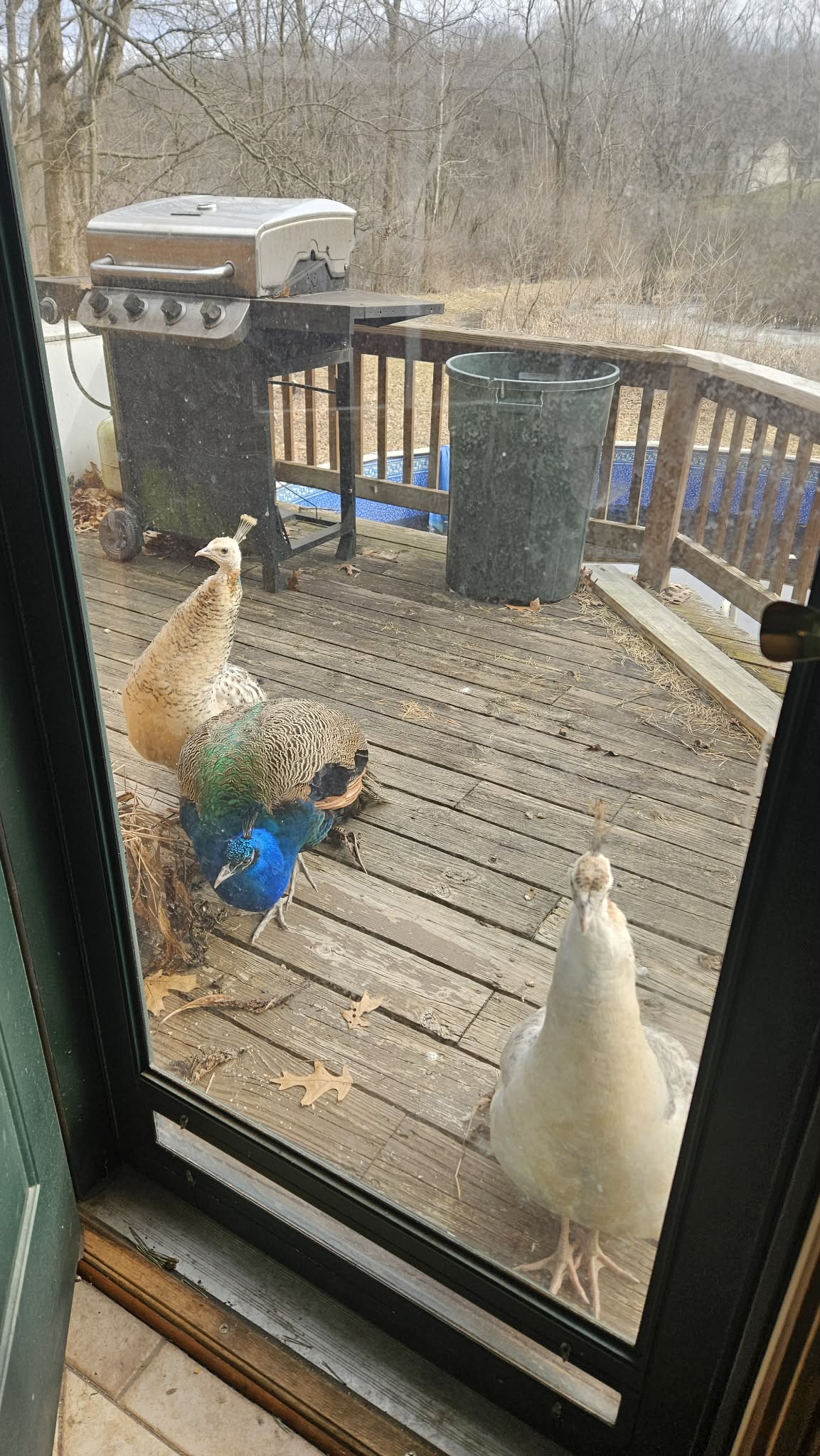 Peacocks Blank Meme Template